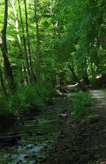 Waldpfad im Schopketal, flankiert von einem plätschernden Bach und von üppigem Grün umgeben.