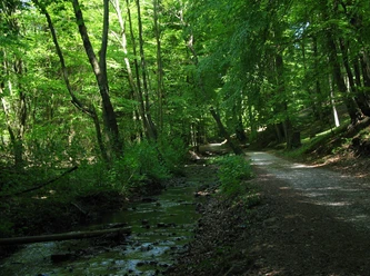 Schopketal 2 Waldpfad im Schopketal, flankiert von einem plätschernden Bach und von üppigem Grün umgeben.