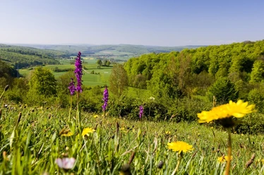 Wanderlandschaft bei Pömbsen Blühende Wiese mit lila und gelben Blumen vor einem bewaldeten, sanften Hügelpanorama bei Pömbsen.