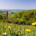 Wanderlandschaft bei Pömbsen Blühende Wiese mit lila und gelben Blumen vor einem bewaldeten, sanften Hügelpanorama bei Pömbsen.