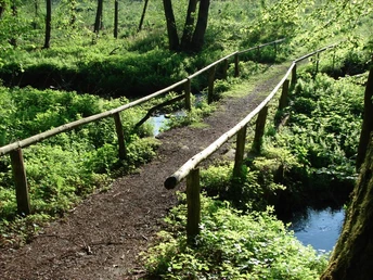 Holzbrücke überspannt einen schmalen, von üppigem Grün gesäumten Bachlauf in natürlicher Umgebung.