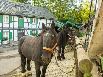 Gammersbacher Mühle Zwei große, schwarze Pferde stehen im Hof eines Fachwerkhauses, umgeben von Bäumen.