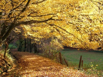 Herbstliche Laubbäume über einem ruhigen, von gelbem Laub gesäumten Pfad entlang eines kleinen Wasserlaufs.