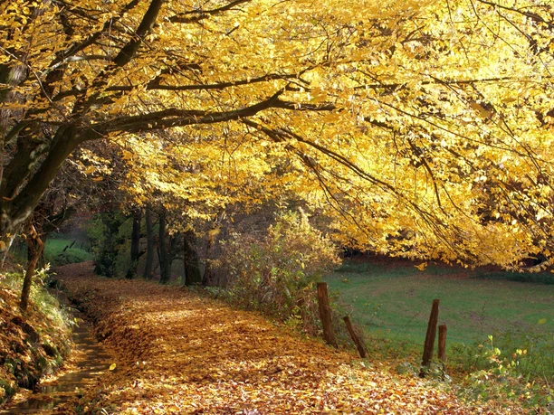 Buntes Herbstlaub am Stadtwasser Herbstliche Laubbäume über einem ruhigen, von gelbem Laub gesäumten Pfad entlang eines kleinen Wasserlaufs.