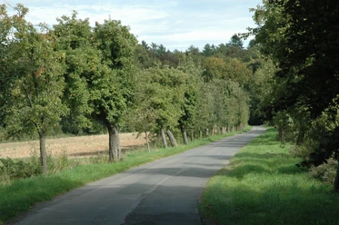 Waldstraße Richtung Steinheimer Holz Schmale Straße führt durch grüne Landschaft, gesäumt von Obstbäumen, mit Wald im Hintergrund.