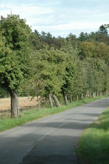 Waldstraße Richtung Steinheimer Holz Schmale Straße führt durch grüne Landschaft, gesäumt von Obstbäumen, mit Wald im Hintergrund.