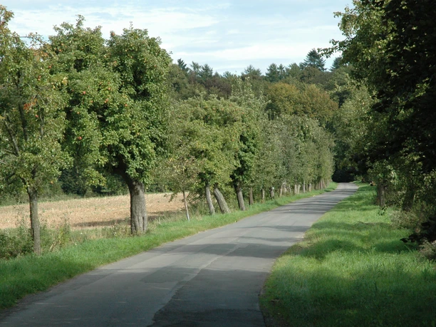 Waldstraße Richtung Steinheimer Holz Schmale Straße führt durch grüne Landschaft, gesäumt von Obstbäumen, mit Wald im Hintergrund.