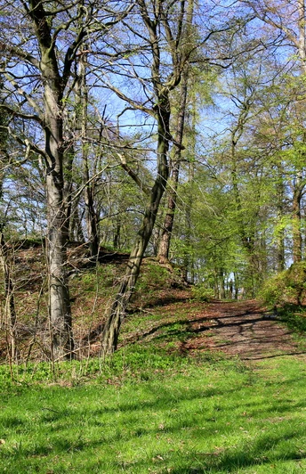 Die Wildburg Ein bewaldeter Hügelweg führt durch frühlingshaft grüne Bäume unter einem klaren blauen Himmel.