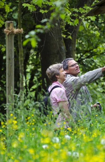 Bad Driburg_Wanderer auf dem Glashüttenwanderweg Zwei Wanderer die sich das Infoschild auf dem Glashüttenwanderweg in Bad Driburg anschauen.