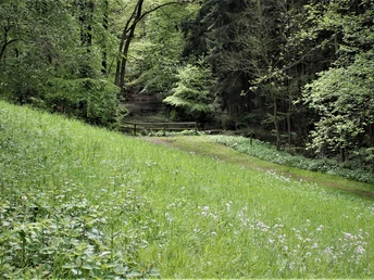 Grüne Wiese und Wald im Kurpark Lage-Hörste mit einem kleinen, rustikalen Holzsteg im Hintergrund.