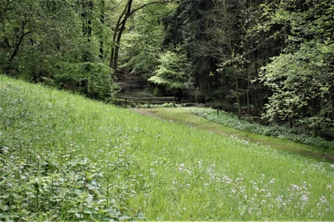 Kurpark Lage-Hörste Grüne Wiese und Wald im Kurpark Lage-Hörste mit einem kleinen, rustikalen Holzsteg im Hintergrund.