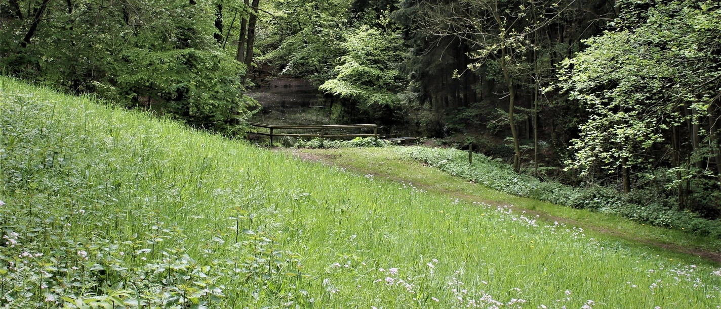 Kurpark Lage-Hörste Grüne Wiese und Wald im Kurpark Lage-Hörste mit einem kleinen, rustikalen Holzsteg im Hintergrund.