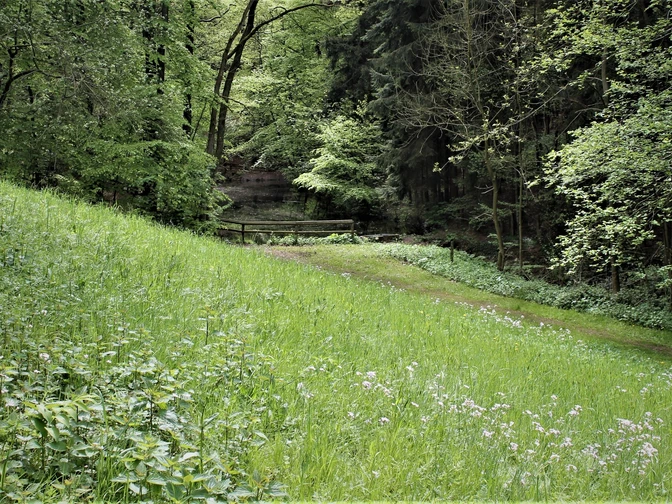 Kurpark Lage-Hörste Grüne Wiese und Wald im Kurpark Lage-Hörste mit einem kleinen, rustikalen Holzsteg im Hintergrund.