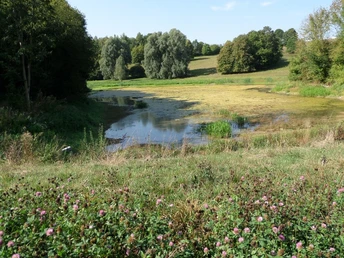 Blick auf die Altenau