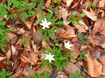 Frühlingsanemone mit zarten weißen Blüten wächst aus einem Boden aus braunen, fallengelassenen Blättern.