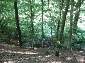 image Ein bewaldeter, von Sonnenlicht gefluteter Hang mit mystischem Bachlauf im dichten Blätterwald.