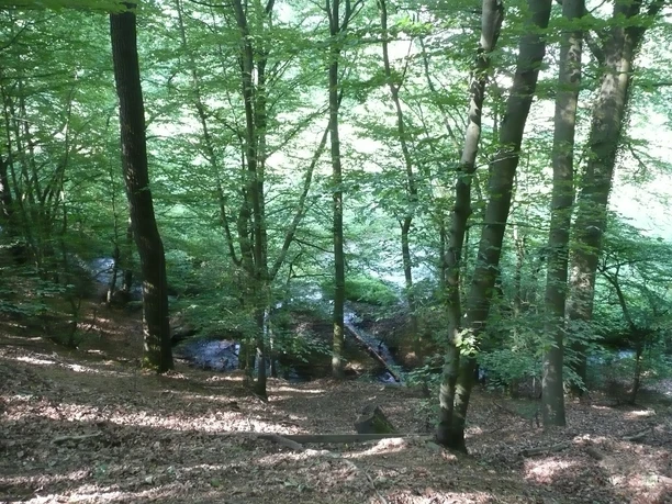 image Ein bewaldeter, von Sonnenlicht gefluteter Hang mit mystischem Bachlauf im dichten Blätterwald.