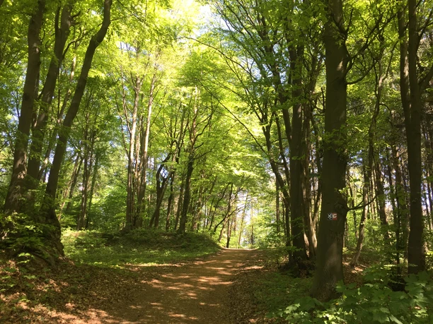Naturbelassener Wald in Häger Ein schattiger Wanderweg führt durch grünen, dichten Laubwald unter klarem, blauem Himmel hindurch.