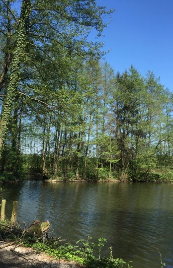 Teich in Theenhausen Fluss in idyllischer Waldlandschaft an einem sonnigen Tag, gesäumt von grünen Bäumen und klarem Himmel.