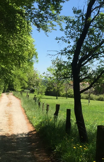 Ein idyllischer, von Bäumen gesäumter Feldweg führt an einem grünen Wiesenfeld vorbei.