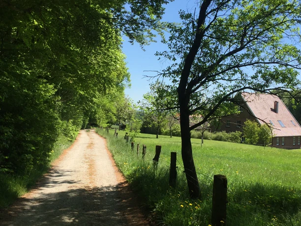 Werther Egge Ein idyllischer, von Bäumen gesäumter Feldweg führt an einem grünen Wiesenfeld vorbei.