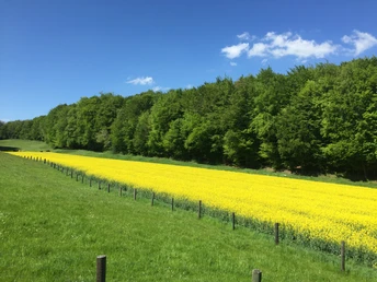 Ein strahlend gelbes Rapsfeld vor einem dichten, grünen Waldrand unter blauem Himmel mit weißen Wolken.