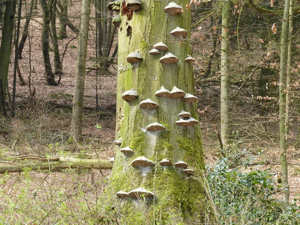 Auffällige Natur in Werther Ein Baumstamm im Wald, dicht bewachsen mit hellbraunen Baumpilzen und grünem Moos.