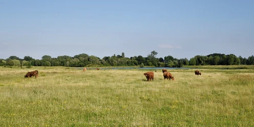 Grasende Schottische Hochlandrinder Schottische Hochlandrinder grasen auf einer weitläufigen Wiese vor einem Hintergrund mit Bäumen.