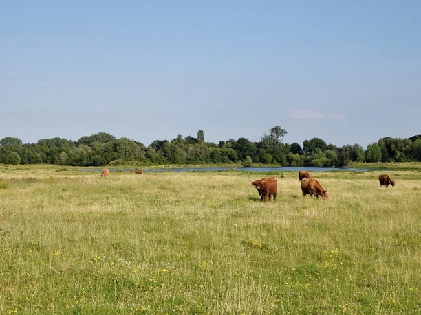 Grasende Schottische Hochlandrinder Schottische Hochlandrinder grasen auf einer weitläufigen Wiese vor einem Hintergrund mit Bäumen.