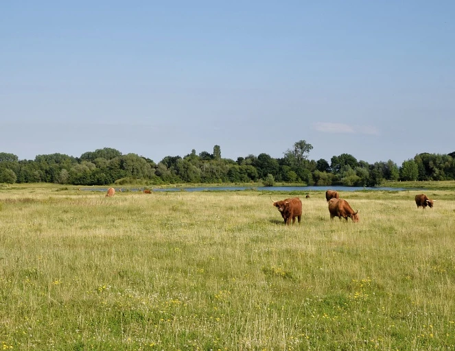Grasende Schottische Hochlandrinder Schottische Hochlandrinder grasen auf einer weitläufigen Wiese vor einem Hintergrund mit Bäumen.