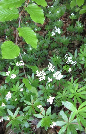 image Blühender Waldmeister im Unterholz mit grünen Blättern und kleinen weißen Blüten auf Waldboden.