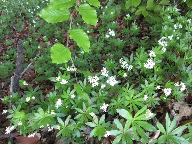 image Blühender Waldmeister im Unterholz mit grünen Blättern und kleinen weißen Blüten auf Waldboden.
