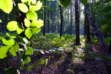Blätterwald Sonnenstrahlen dringen durch das Blätterdach eines dichten Waldes, erleuchten Farne am Waldboden.
