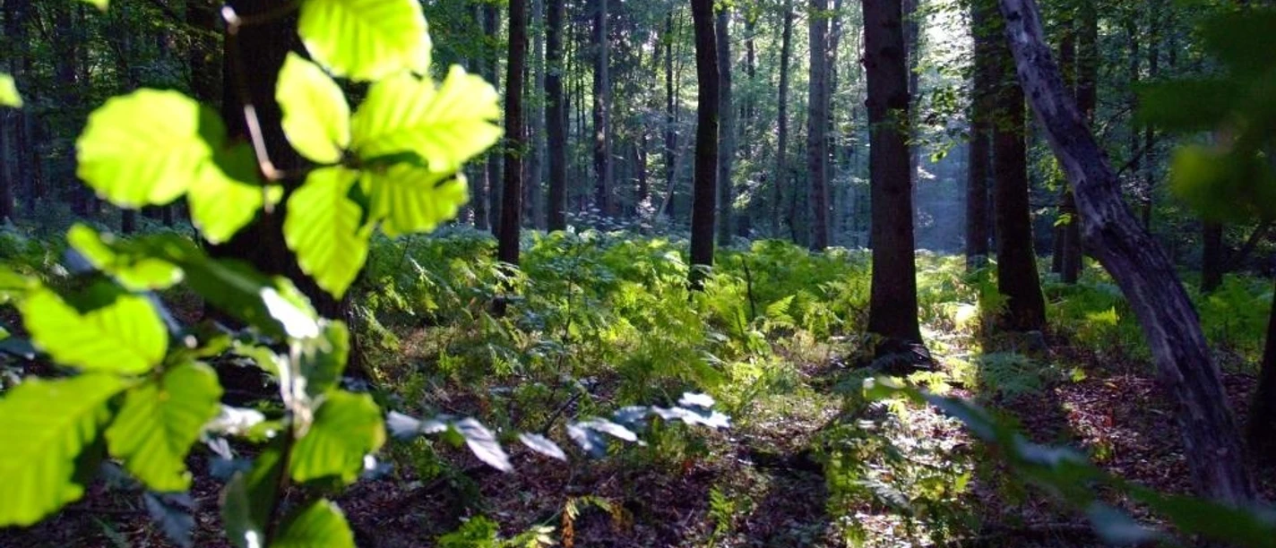 Blätterwald Sonnenstrahlen dringen durch das Blätterdach eines dichten Waldes, erleuchten Farne am Waldboden.