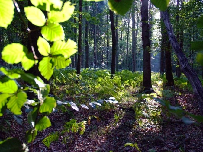 Blätterwald Sonnenstrahlen dringen durch das Blätterdach eines dichten Waldes, erleuchten Farne am Waldboden.