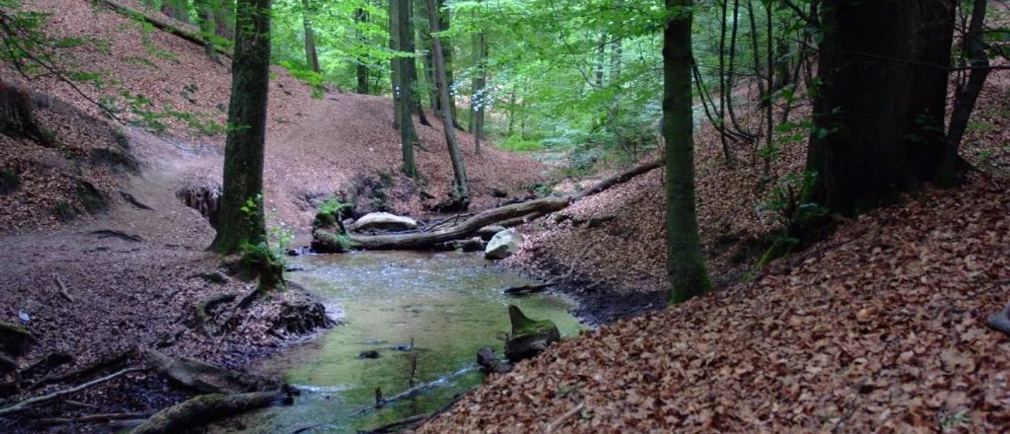 Bachquerung Ein kleiner Waldpfad überquert einen Bach, umgeben von Bäumen und Laub im dichten grünen Wald.