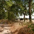 image Ein schattiger, baumgesäumter Weg führt an einer Weide vorbei, auf der einige Kühe grasen.