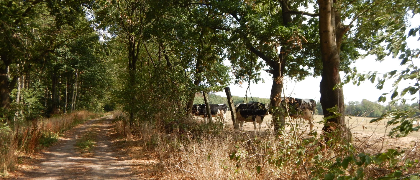 image Ein schattiger, baumgesäumter Weg führt an einer Weide vorbei, auf der einige Kühe grasen.