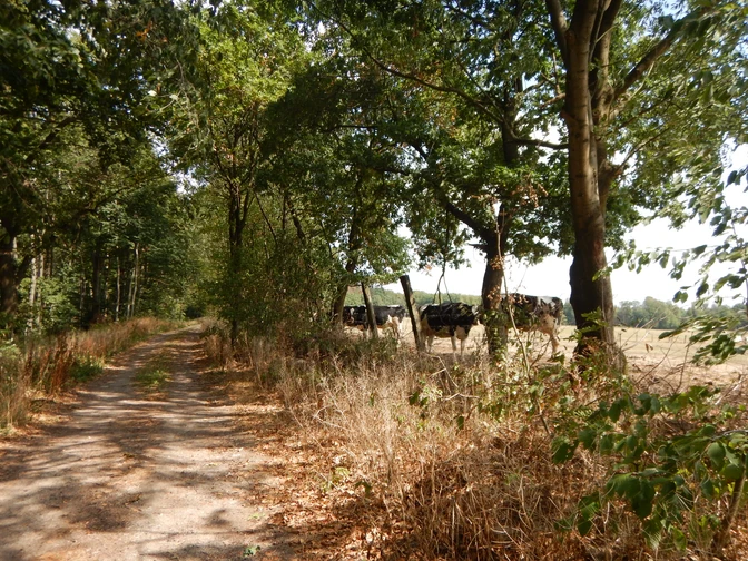 image Ein schattiger, baumgesäumter Weg führt an einer Weide vorbei, auf der einige Kühe grasen.