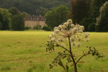 An verschiedenen Stellen des Weges gibt es Sichtbeziehungen zum Schloss Rheder Weg mit blühender Pflanze im Vordergrund, Schloss Rheder im Hintergrund von Wiesen umgeben.