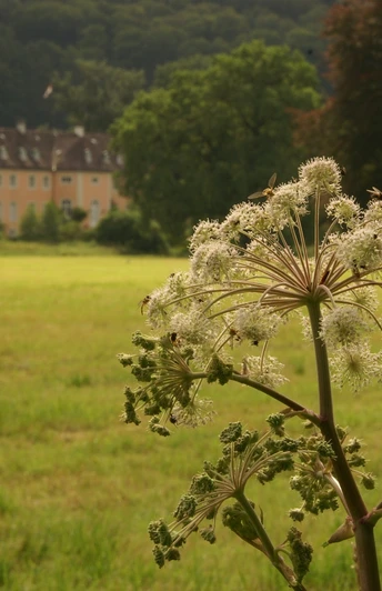 An verschiedenen Stellen des Weges gibt es Sichtbeziehungen zum Schloss Rheder Weg mit blühender Pflanze im Vordergrund, Schloss Rheder im Hintergrund von Wiesen umgeben.