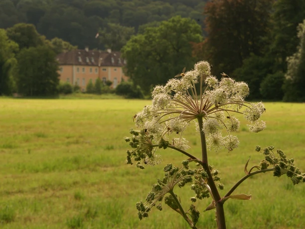 An verschiedenen Stellen des Weges gibt es Sichtbeziehungen zum Schloss Rheder Weg mit blühender Pflanze im Vordergrund, Schloss Rheder im Hintergrund von Wiesen umgeben.