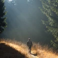 Dem Licht entgegen - Nachtwanderung auf dem Sintfeld-Höhenweg 2013 Person wandert auf einem Pfad zwischen hohen Bäumen, Sonnenstrahlen durchbrechen den Wald.