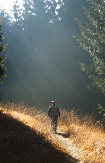 Dem Licht entgegen - Nachtwanderung auf dem Sintfeld-Höhenweg 2013 Person wandert auf einem Pfad zwischen hohen Bäumen, Sonnenstrahlen durchbrechen den Wald.