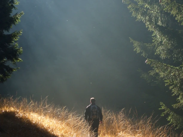 Dem Licht entgegen - Nachtwanderung auf dem Sintfeld-Höhenweg 2013 Person wandert auf einem Pfad zwischen hohen Bäumen, Sonnenstrahlen durchbrechen den Wald.