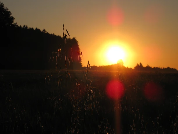 Dem Licht entgegen... Sonnenuntergang über einem Feld mit Gräsern im Vordergrund und Wald im Hintergrund.