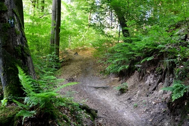 Weg durch den Teutoburger Wald