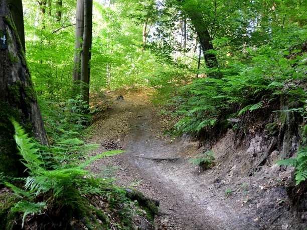 Weg durch den Teutoburger Wald