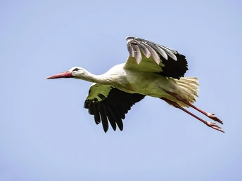 Storch Ein Storch fliegt am blauen Himmel, die Flügel weit ausgebreitet, der lange Schnabel nach vorne.
