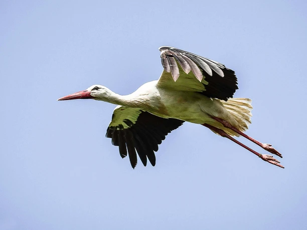 Storch Ein Storch fliegt am blauen Himmel, die Flügel weit ausgebreitet, der lange Schnabel nach vorne.